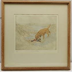 George Vernon Stokes (British 1873-1954): Golden Retriever and Mallard, limited edition coloured etching signed and numbered 57/75 in pencil 24cm x 29cm