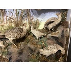 Taxidermy: Late Victorian Diorama of Pheasants and a Sparrowhawk, depicting Ring-necked Pheasants (Phasianus colchicus), a female with her chicks, a full mount adult female Sparrowhawk (Accipiter nisus) above in flying position, all mounted in a naturalistic setting of mosses, branches and tall grasses, on faux rock base, set against a blue sky painted backdrop, enclosed within a large ebonised three-glass display case, H79.5cm, W107cm