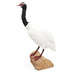 Taxidermy - Black-Necked Swan (Cygnus Me