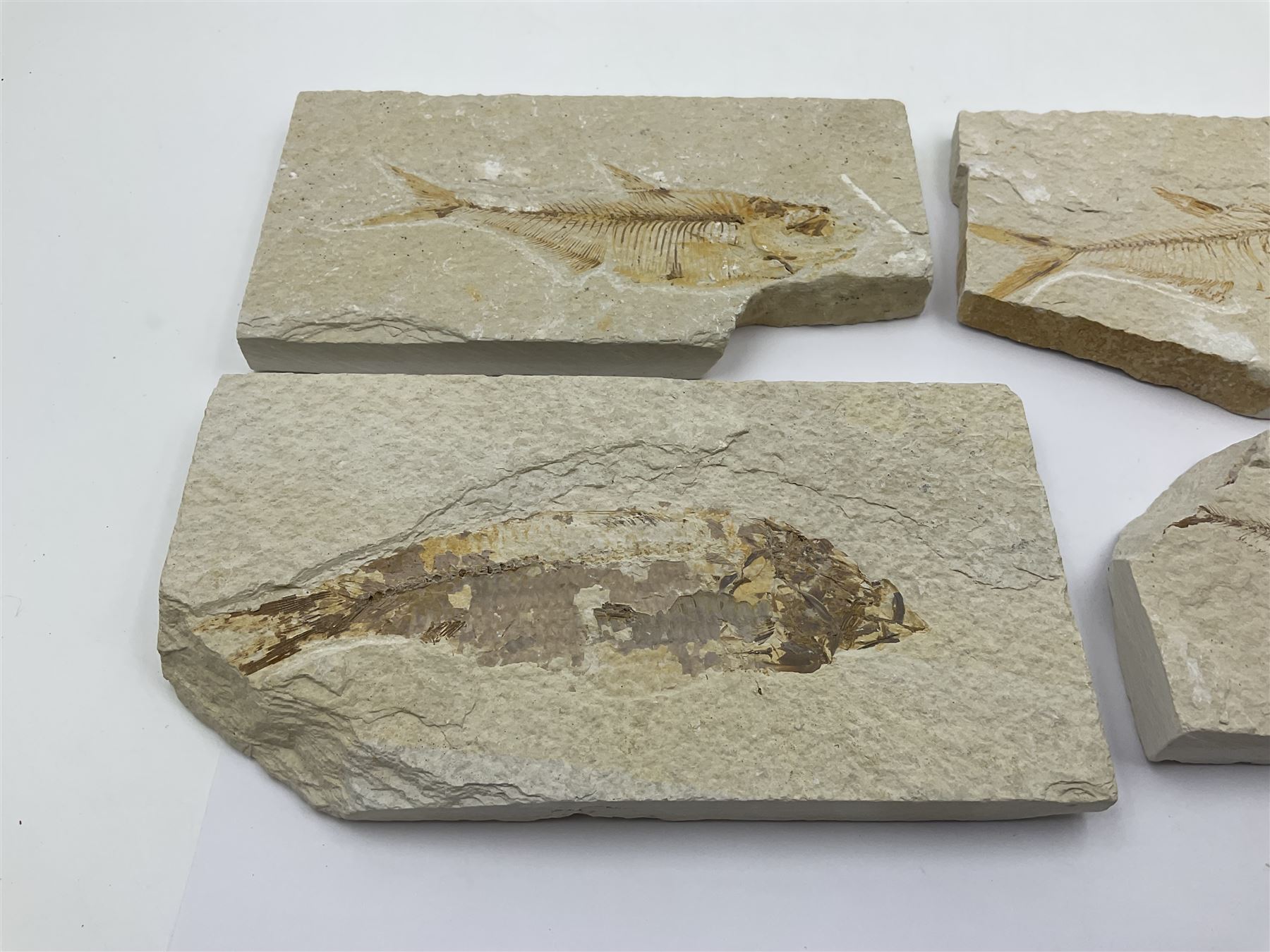 Four fossilised fish (Knightia alta) each in an individual matrix, age; Eocene period, location; Green River Formation, Wyoming, USA, largest matrix H9cm, L17cm