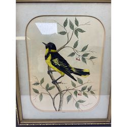 Pair of framed feather pictures depicting birds on branches, the first example showing an Oriole and the second example showing an Arlino, H62cm