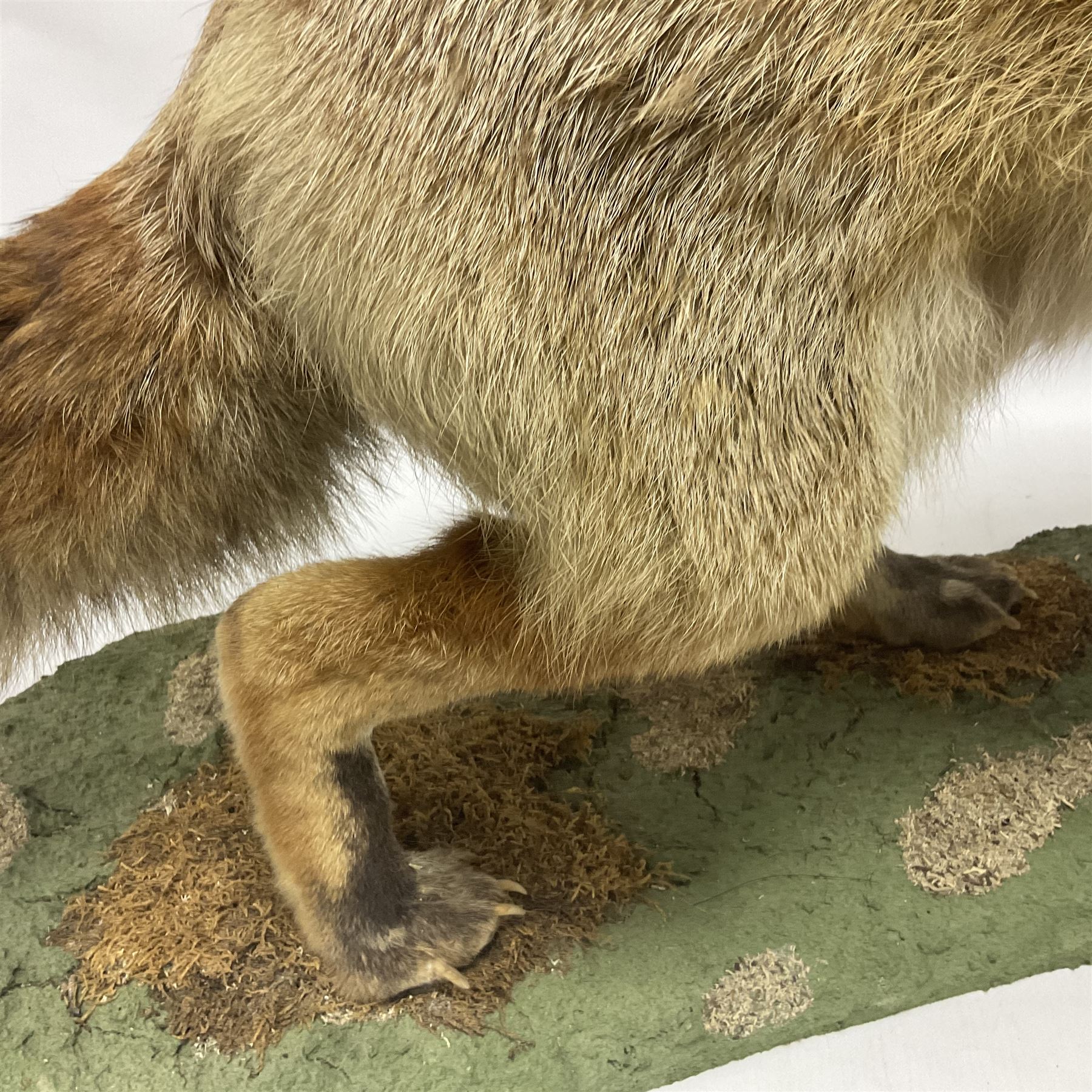 Taxidermy: European Red Fox (Vulpes vulpes), full mount adult on open display with standing alert with ears forward front paw raised, upon a naturalist base, H62cm, L78cm