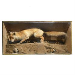 Taxidermy: cased diorama of Red Fox (Vulpes vulpes), full mount adult fox in stalking pose, crouched upon a large painted faux rock ledge above a hidden cowering rabbit and stout below, enclosed within ebonised single glass display case, H62cm, L125cm, D37cm