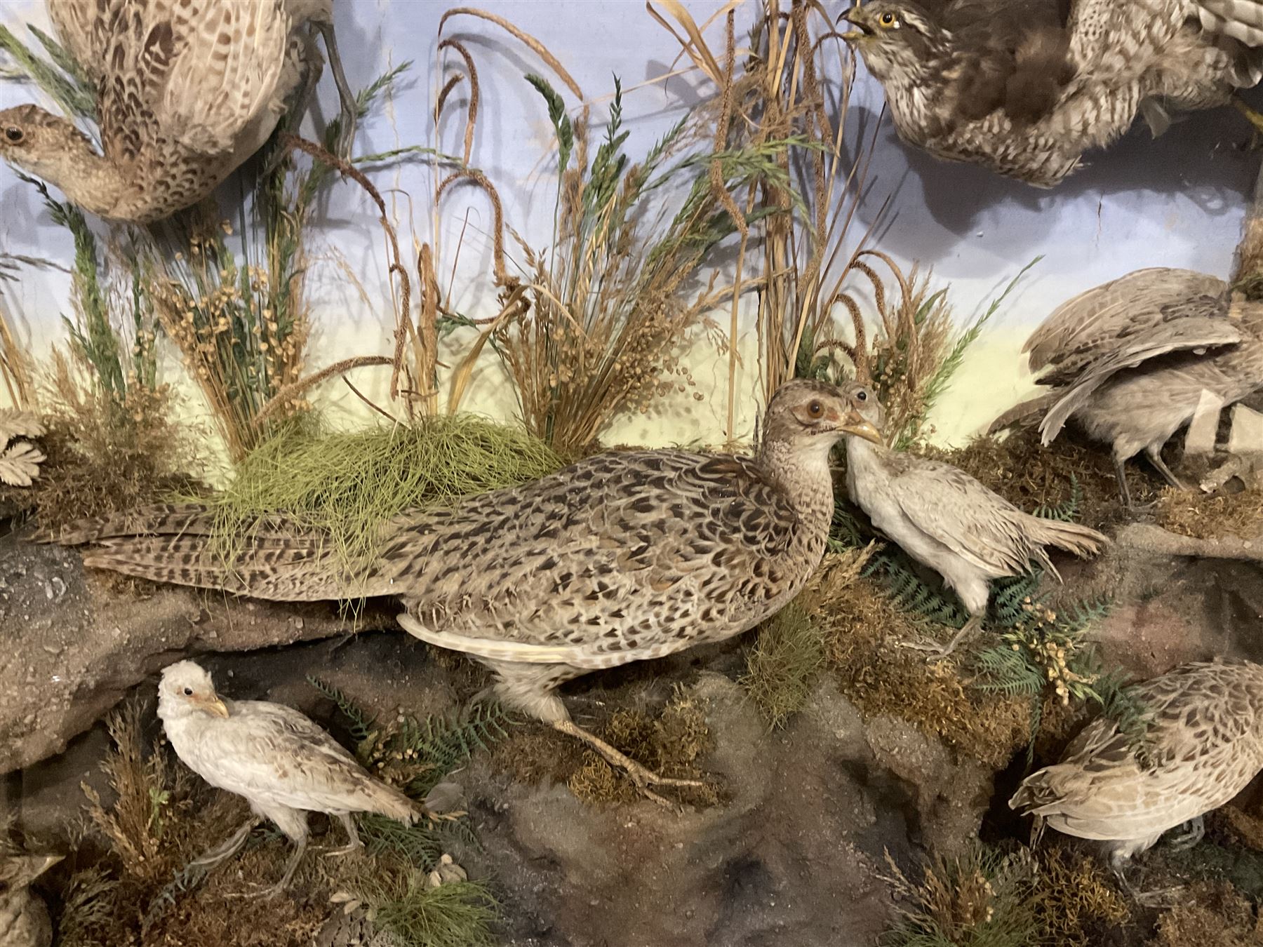 Taxidermy: Late Victorian Diorama of Pheasants and a Sparrowhawk, depicting Ring-necked Pheasants (Phasianus colchicus), a female with her chicks, a full mount adult female Sparrowhawk (Accipiter nisus) above in flying position, all mounted in a naturalistic setting of mosses, branches and tall grasses, on faux rock base, set against a blue sky painted backdrop, enclosed within a large ebonised three-glass display case, H79.5cm, W107cm