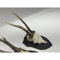 Antlers/Horns: Roe Deer (Capreolus capreolus) ten pairs of roe deer antlers mounted upon wooden shields, shield H20cm 