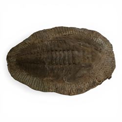 Three Trilobite specimens, comprising Selenopeltis buchhi, age Ordivician period, location Ktaoua formation Morocco, specimen L17cm, Callavia sp., age; Cambrian period location Atlantic coast Morocco, specimen L21cm and Cambropallas telesto, age Cambrian period, location Alnif Morocco, specimen L20cm