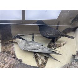 Taxidermy; cased bird diorama, to include Red-neck Pheasants (Phasianus colchicus) adult mounts hen and cock, Common Kestrel (Falco tinnunculus), Common Blackbird (Turdus merula), Starling (Sturnus vulgaris) and others,  in a naturalistic setting, encased within a single pane display case, H66cm, L97cm