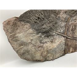 Crinoid sea bed plaque, with two crinoid specimens, probably Scyphocrinites elegans from the Silurian period, H39cm, L61cm