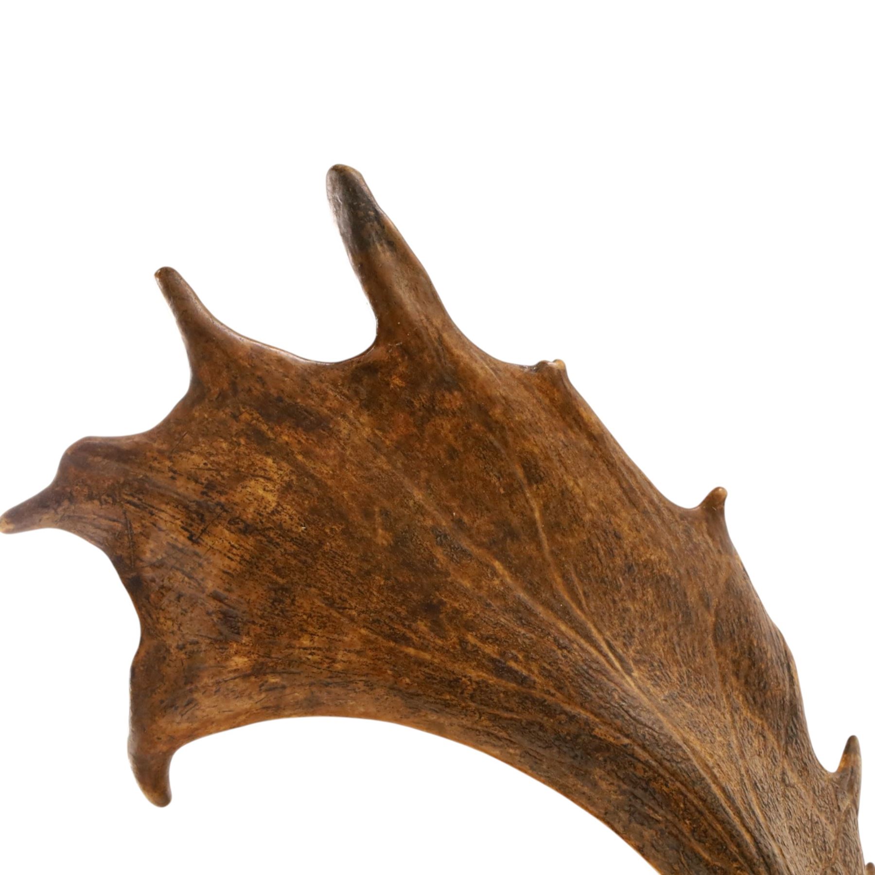 Antlers/Horns - pair of Fallow deer (Dama dama) antlers, mounted on wooden shield, with Arundel Park bone plaque, W81cm 