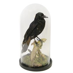 Taxidermy; Cased Carrion Crow (Corvus corone), full adult mount perched upon a branch in a naturalistic setting with roe dear skull to the base, enclosed within glass dome, H52cm