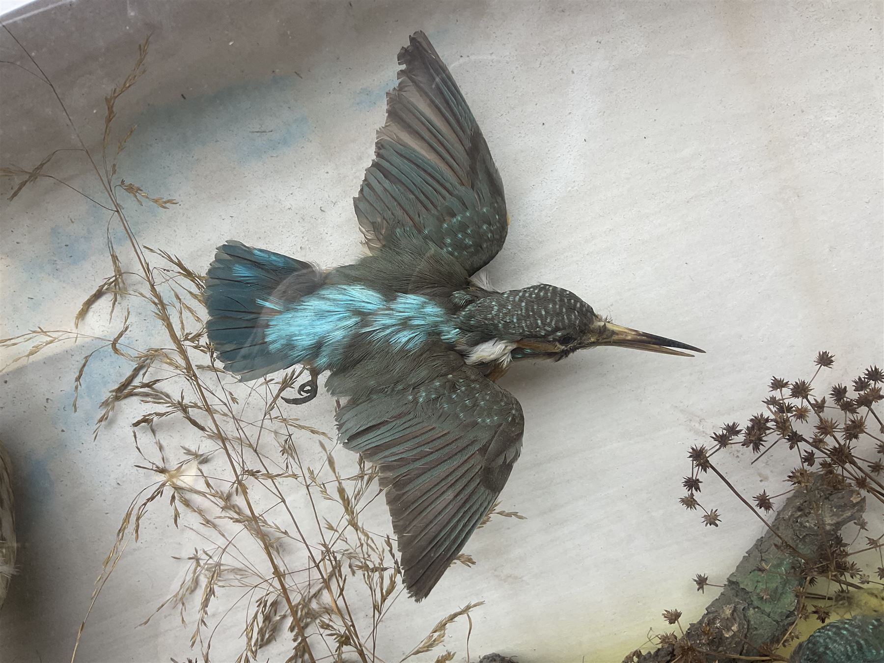 Taxidermy; Victorian cased bird diorama,  pair of Kingfishers (Alcedo Athis) adult mounts and Kestrel (Falco tinnunculus) adult mount, in a naturalistic setting with one kingfisher in flight, encased within a three pane display case, H45cm, L72cm