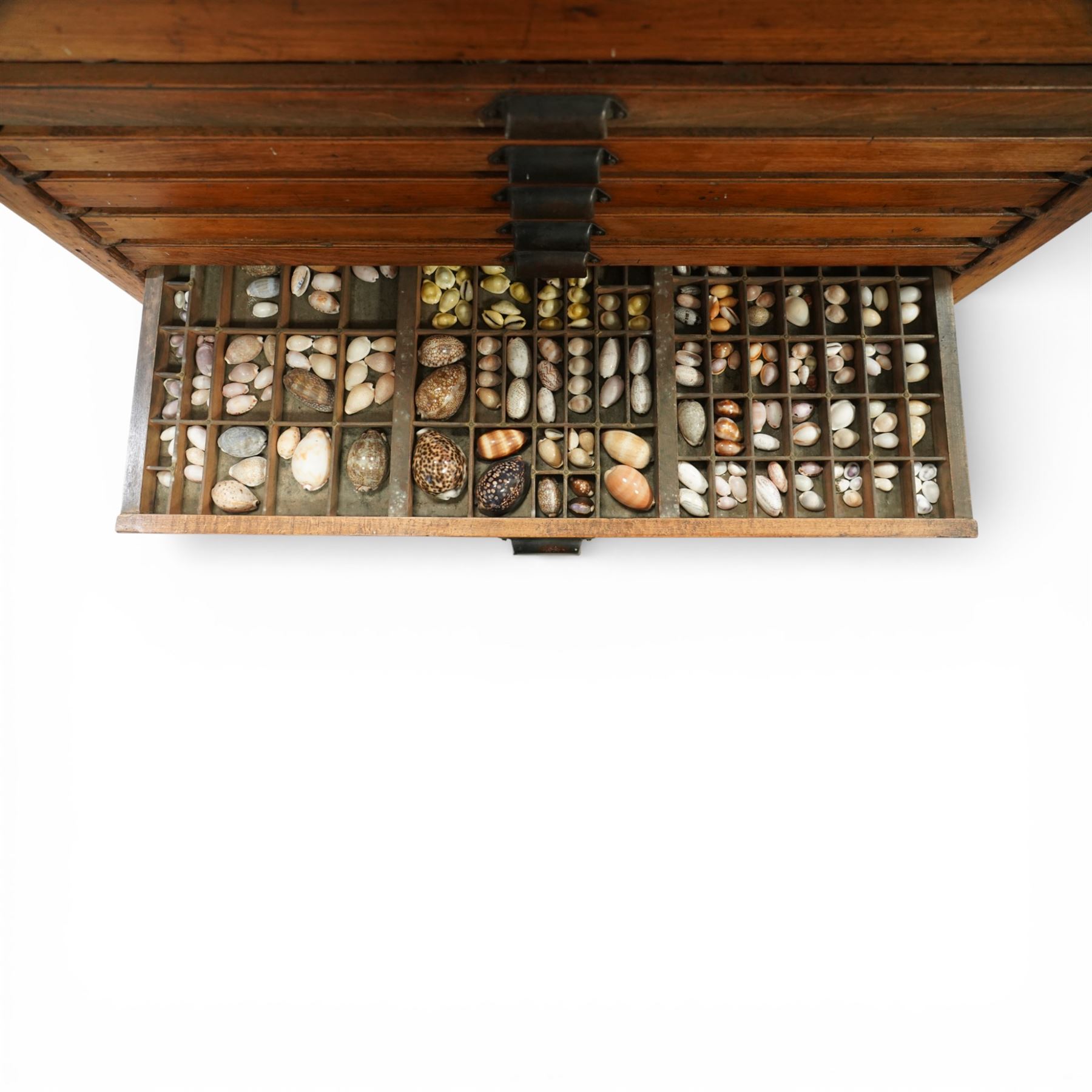 20th century oak printers cabinet, the rectangular top over a bank of twelve shallow drawers each fitted with a metal label handle, the drawers internally compartmentalised and containing an assortment of shells, raised on a shaped plinth base