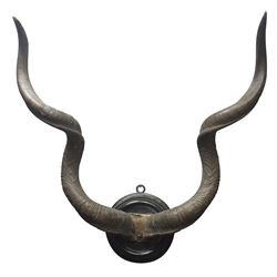  Taxidermy - Pair Kudu horns mounted on ebonised circular plaque, H100cm x W78cm   