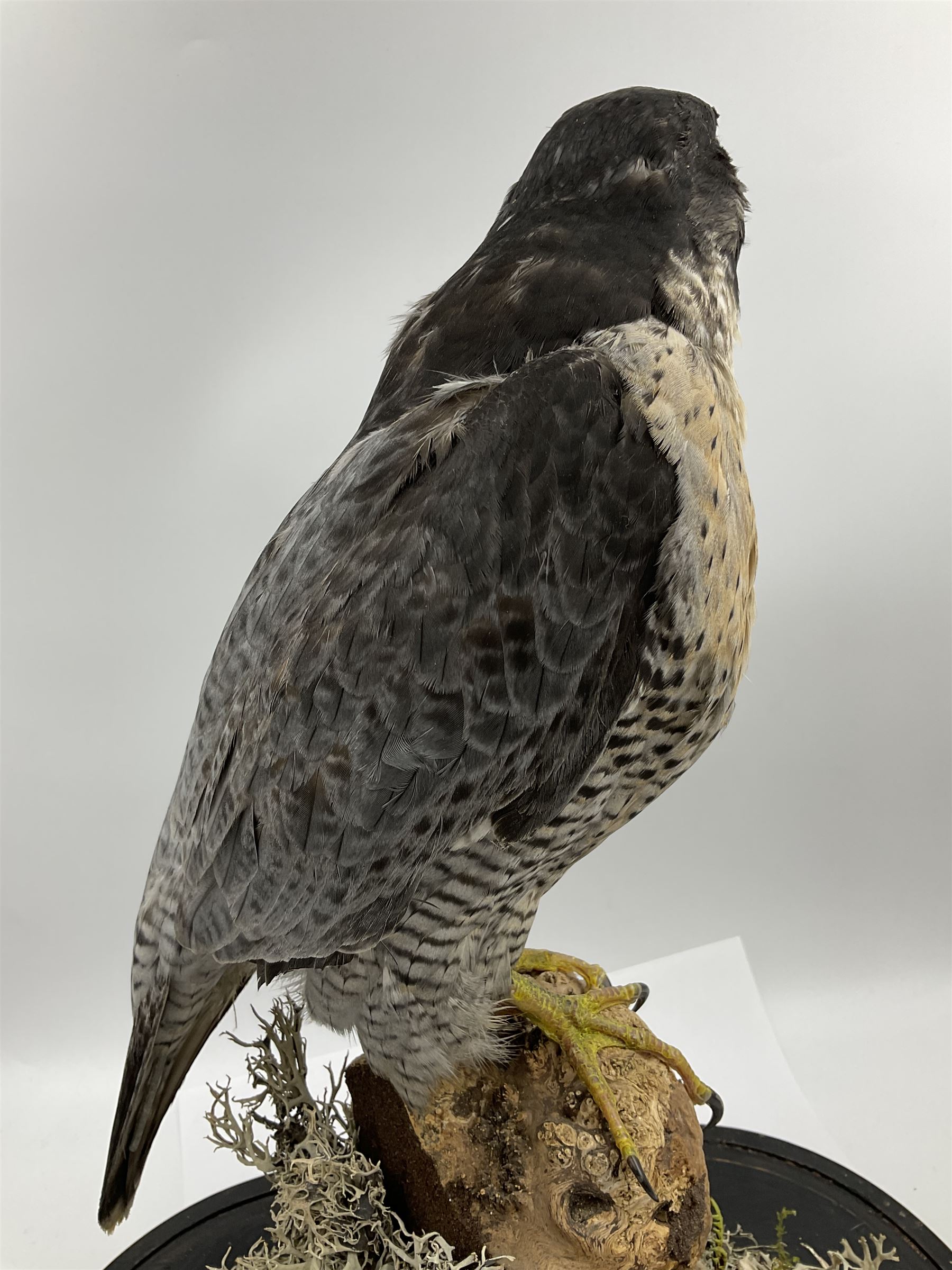 Taxidermy: Victorian cased Peregrine Falcon (Falco peregrinus), full female mount  stood atop a tree stump in a naturalistic ground, enclosed beneath a period oval glass dome with ebonised base, raised upon four bun feet, H54cm D20cm W34cm