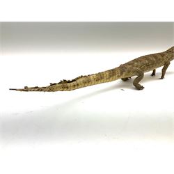 Taxidermy: Spectacled Caiman (Caiman crocodilus), H16cm, L64cm.