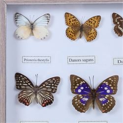 Entomology;  framed butterflies including Vidula sapor, Danidae, Cethosia Bibiis etc, H33cm, L43cm 