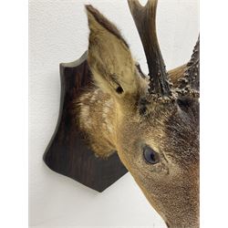 Taxidermy; Roe Deer (Capreolus capreolus), adult Roebuck neck mount looking straight ahead, mounted upon an oak shaped shield, together with a pair of Roe Deer antlers, with partial skull