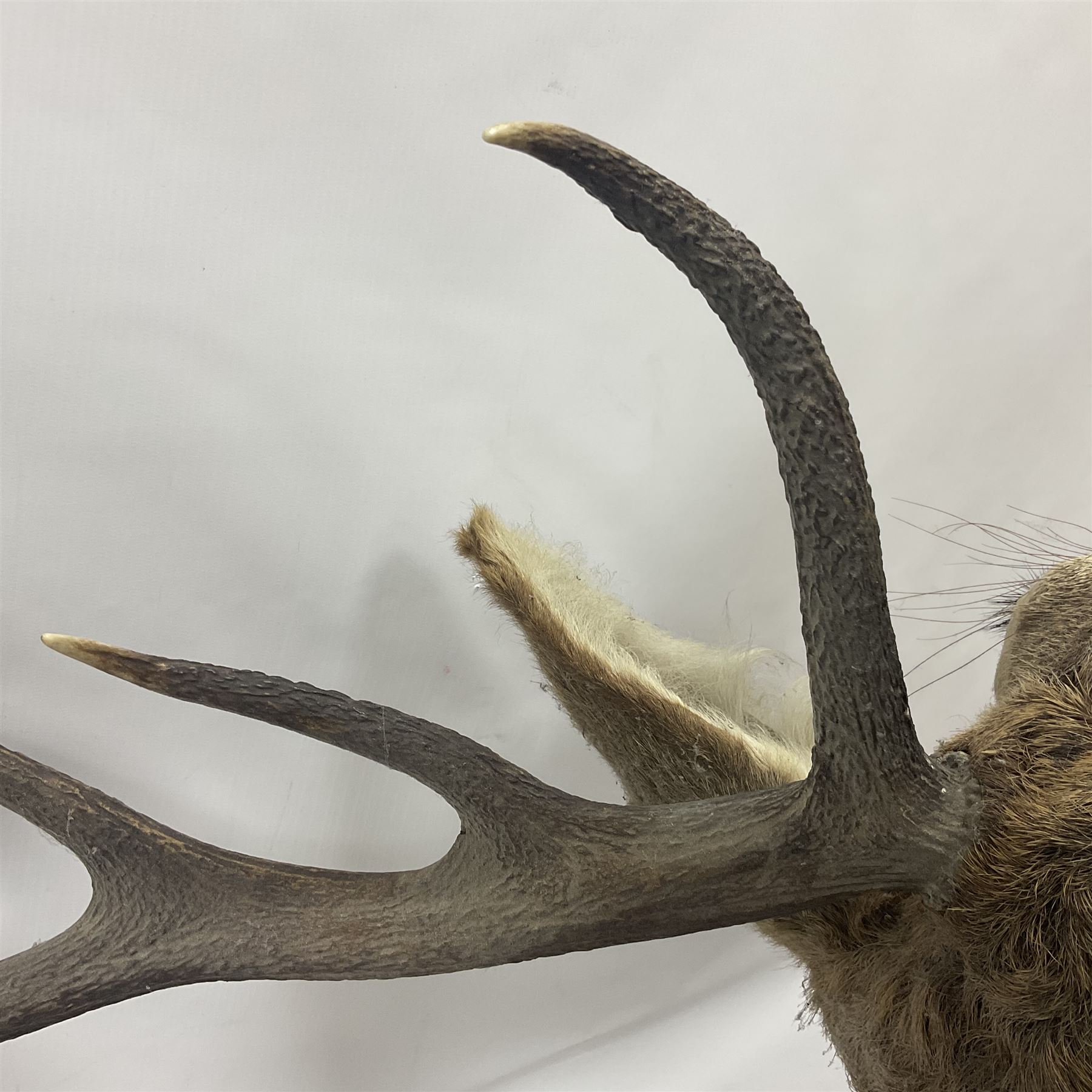 Taxidermy: Red Deer (Cervus elaphus), adult male imperial stag shoulder mount looking straight ahead, ten point antlers, mounted upon a shaped wooden shield, D65cm
