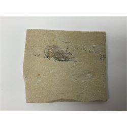 Two fossilised shrimp (Aeger tipularius) each in an individual matrix, age; Cretaceous period, location; Carpopenaeus callirostris Hjoula, Lebanon, largest matrix H9cm, L10cm