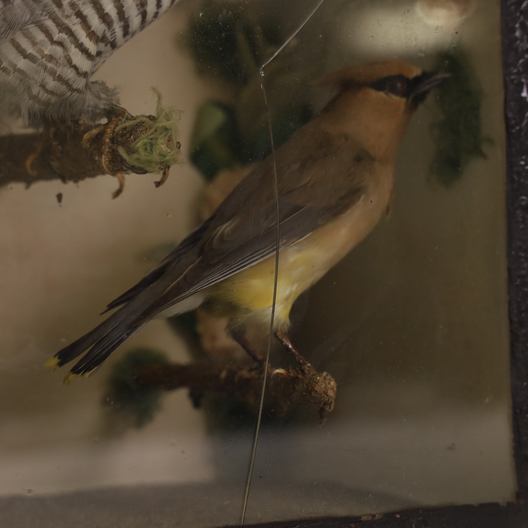 Taxidermy; cased bird diorama, common Cuckoo (Cuculus canorus), two Cedar Waxwing (Bombycilla cedrorum) and Noprthern Wheatear (Oenanthe oenanthe) each perched upon a branch, within a single pane ebbonised case, H33cm, L40cm 