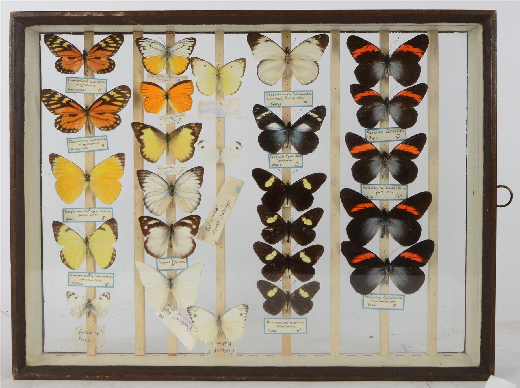 Entomology; British Natural History Museum wartime cabinets with eight double glazed draws with over two hundred butterfly specimens, including Lycaenidae, Dismorphia, Satyridae, Nymphalidae etc, The cabinets were used to house the entire collection of insects from the British Natural History Museum, which in turn were removed from the Museum to a safe place away from the London Blitz during World War Two, there were eight draws to each cabinet which had handles on the top for ease of lifting and transportation.They have adjustable corked wood slats so as to accommodate various size insects (Wing Spans etc), whilst keeping them in neat rows 