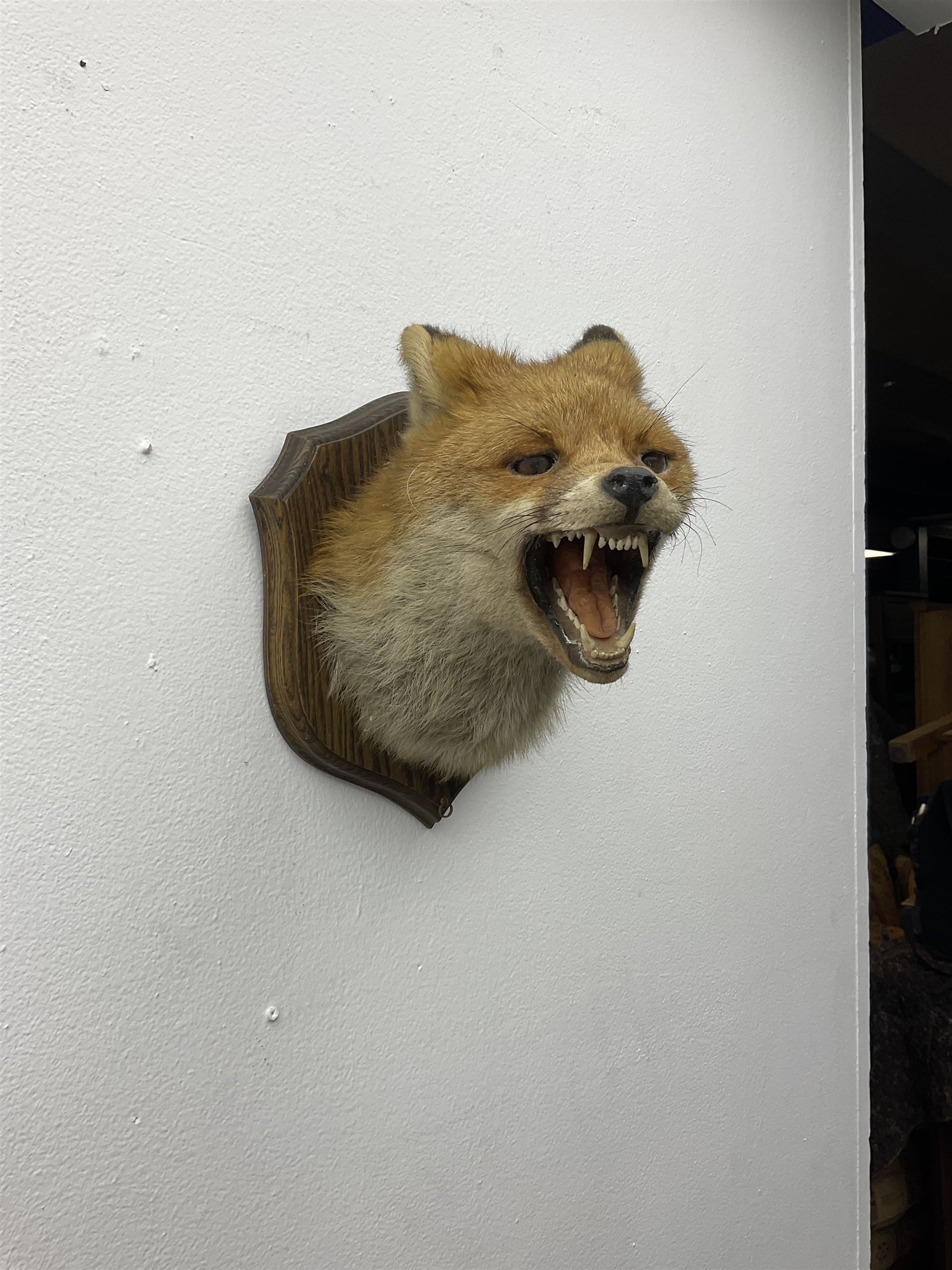 Taxidermy; Red fox mask (Vulpes vulpes), an adult head mount turning to the right with mouth agape bearing teeth, in defensive pose, with ears laid back, mounted upon a oak shield, H24cm 