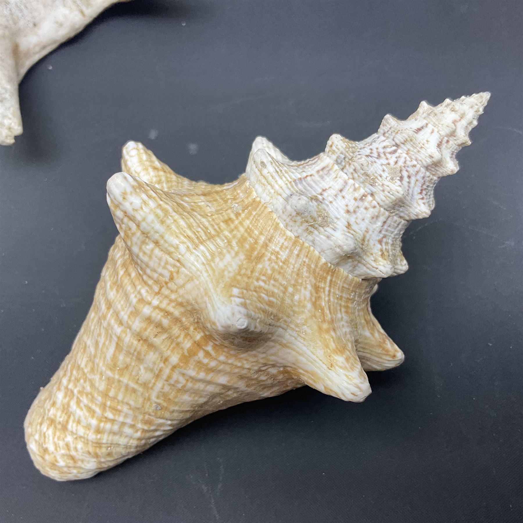 Conchology: selection of conch shells, to include horned examples, largest H17cm, L24cm