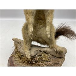 Taxidermy; Pine Marten (Martes martes) or similar, full adult mount mounted on a naturalistic branch, together with a weasel (Mustela) on a wooden plinth, pine marten H34cm