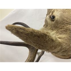 Taxidermy: Red Deer (Cervus elaphus), adult male imperial stag shoulder mount looking straight ahead, ten point antlers, mounted upon a shaped wooden shield, D65cm