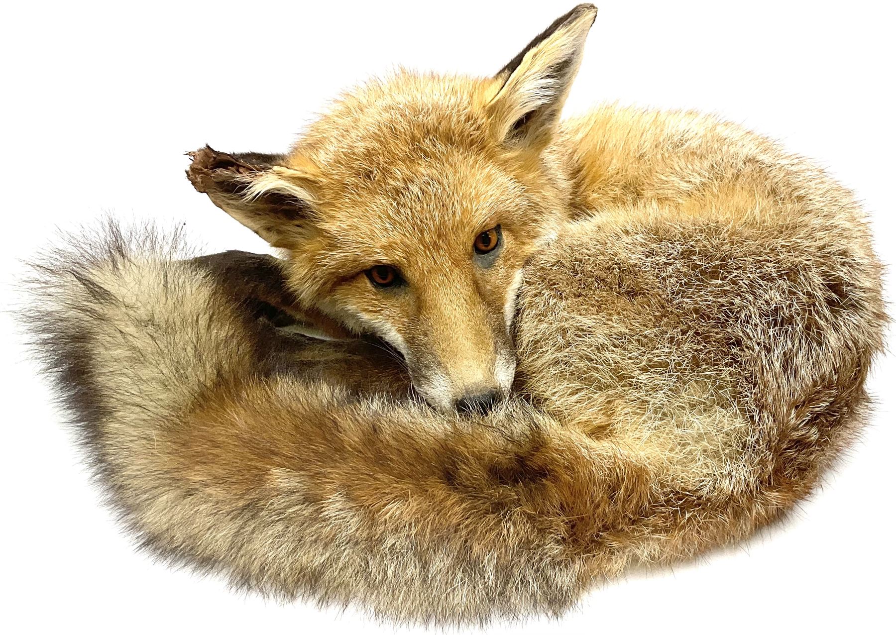 Taxidermy: Fireside red fox (Vulpes vulpes), a full mount adult fox in recumbent position, L44cm. 