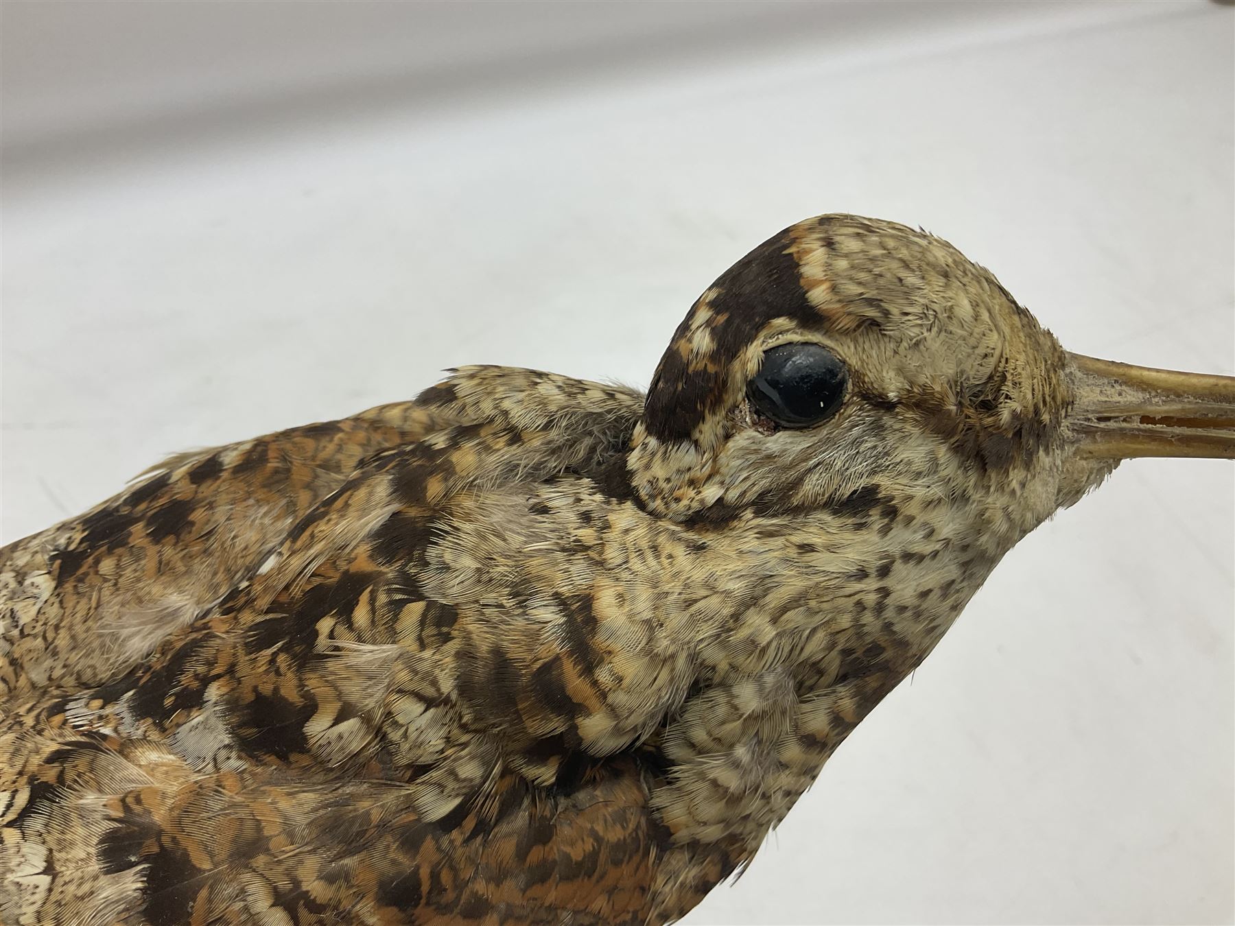 Taxidermy: Woodcock (Scolopax rusticola) standing on a log and grassy mound, on an oval wooden base H31cm