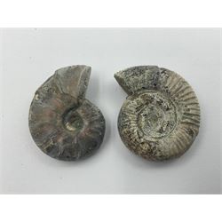 Ten ammonite fossils with nacreous aragonite shells, age; Cretaceous period, location: Madagascar, largest 3cm