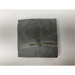 Two Crinoid slabs, age; Mississippian period, location; Gilmore City Formation, Iowa, largest slab H9cm, L10cm