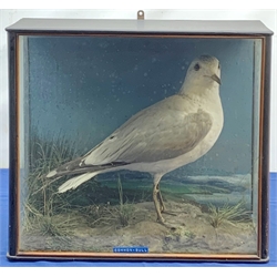 Taxidermy: Victorian cased Common Gull (Larus canus), in naturalistic setting with grass and lichen, set against a painted seascape backdrop, encased within an ebonised three pane display case, H38cm L43cm D19cm