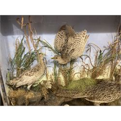 Taxidermy: Late Victorian Diorama of Pheasants and a Sparrowhawk, depicting Ring-necked Pheasants (Phasianus colchicus), a female with her chicks, a full mount adult female Sparrowhawk (Accipiter nisus) above in flying position, all mounted in a naturalistic setting of mosses, branches and tall grasses, on faux rock base, set against a blue sky painted backdrop, enclosed within a large ebonised three-glass display case, H79.5cm, W107cm
