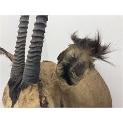 Taxidermy: Fringed-eared oryx (Oryx beisa callotis), circa 1960, by Rowland Ward Ltd,  adult male shoulder mount looking straight ahead, D62cm