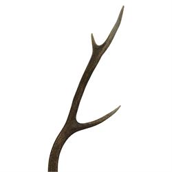 Antlers/Horns: Pair of Red Deer (Cervus elaphus) antlers on skull, H105cm
