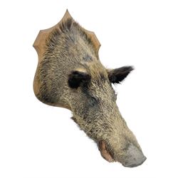 Taxidermy; European Wild Boar (Sus scrof