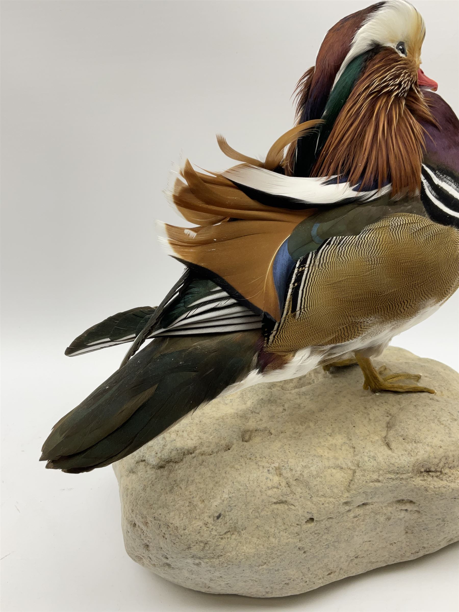 Taxidermy: Mandarin duck (Aix galericulata), modern, by award winning Taxidermist - Carl Church, Pickering, North Yorkshire, a full mount adult perched on a rock, H36cm W35cm.