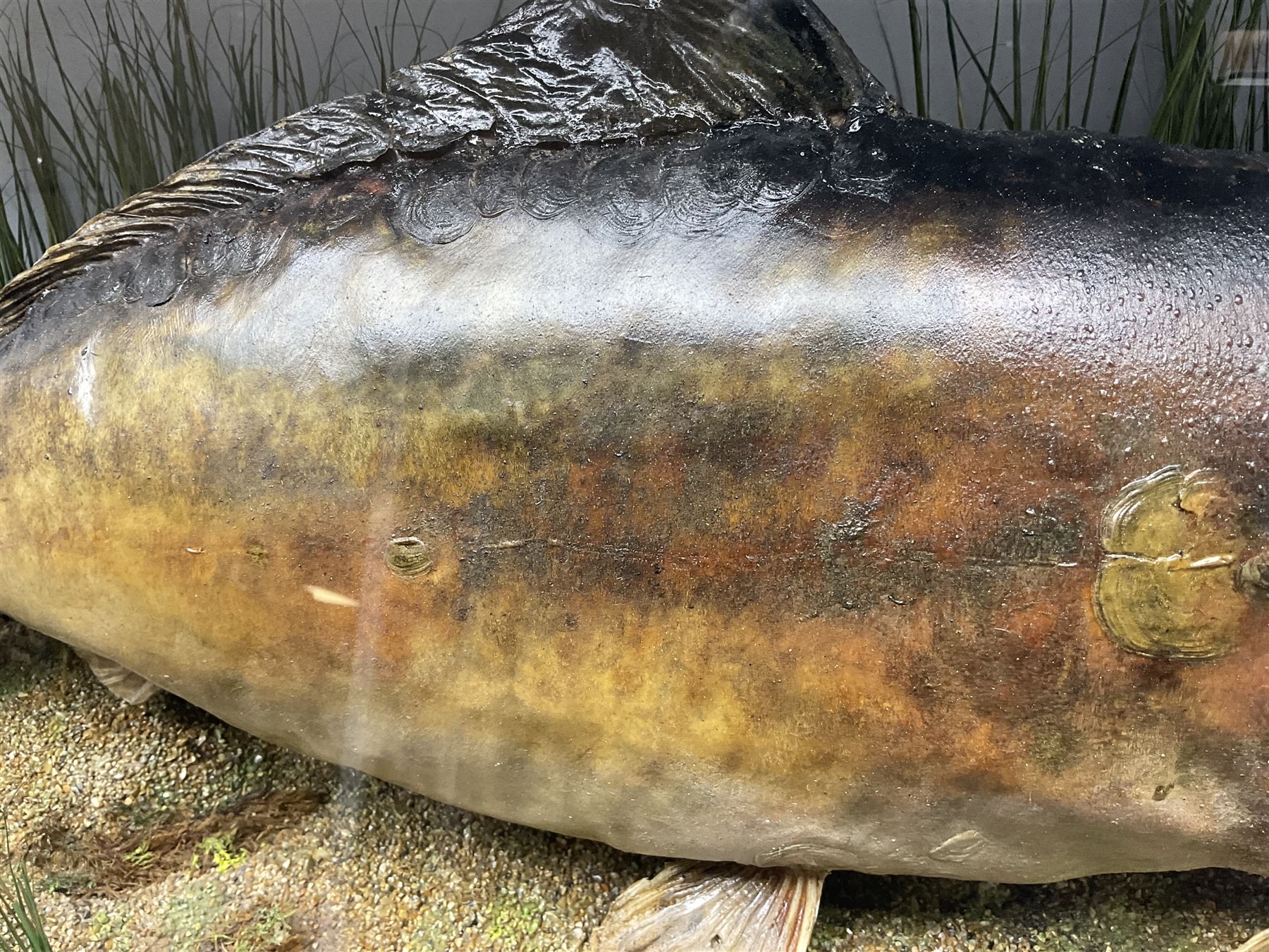 Taxidermy; Cased Mirror Carp (Cyprinus carpio carpio) a large preserved skin mount 
in a naturalistic setting set against blue painted back drop, enclosed within a glass bow fronted case, the interior bearing a label 'Carp Redmire Lake 12 lb 4 oz Oct 67' H42 cm W87 cm D27 cm