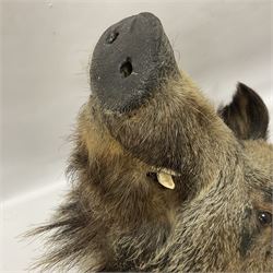 Taxidermy: European Wild Boar (Sus scrofa), adult male shoulder mount looking straight ahead