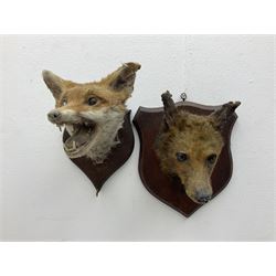 Taxidermy: Red fox masks (vulpes vulpes), the first example an unusual dark coloured adult head looking straight ahead, the second mount turning to the right with mouth agape bearing teeth, both on wooden shields 