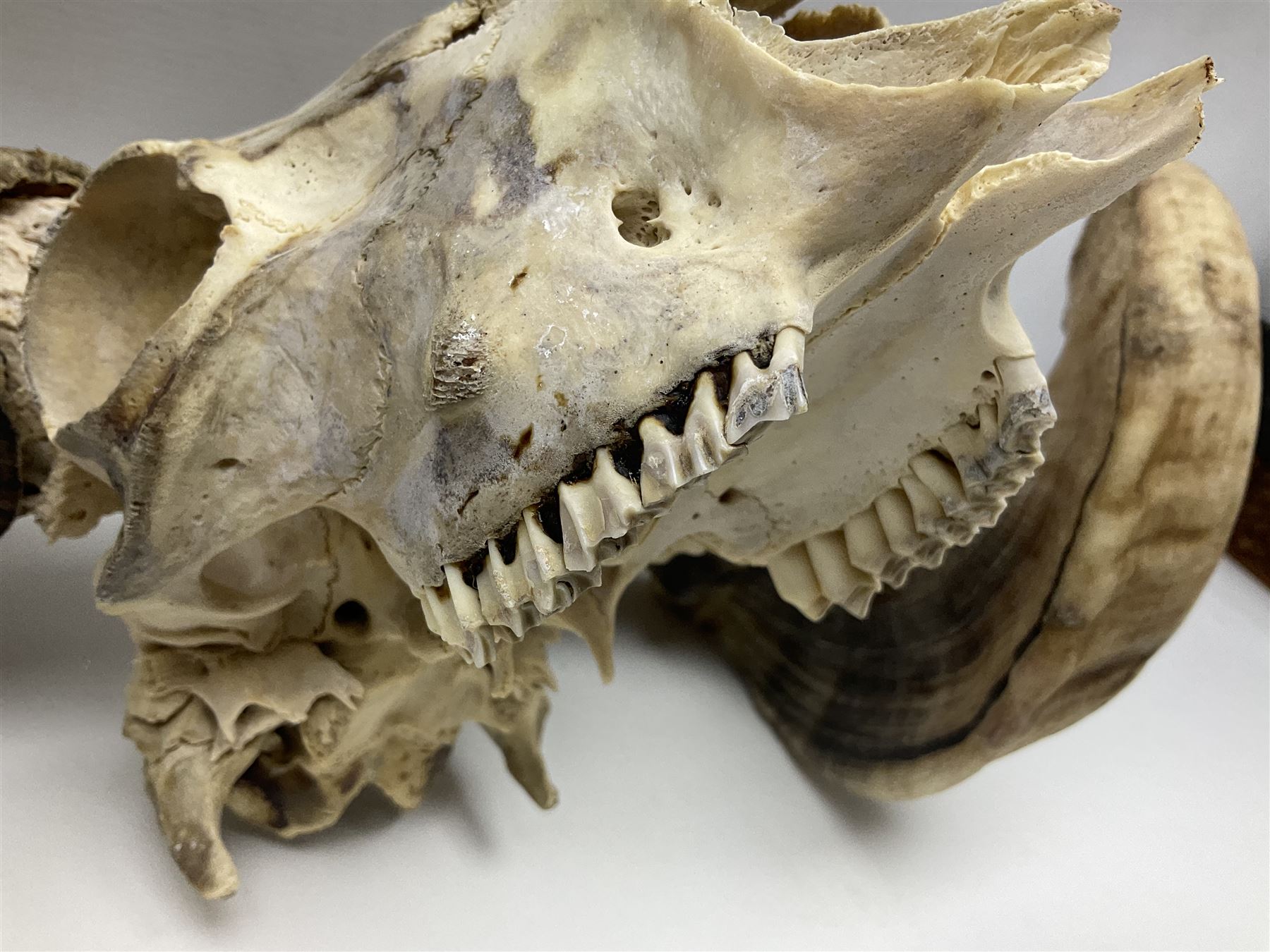 Skulls/Horns: Swaledale Ram Skull, (Ovis aries), set of adult horns on upper skull, H17cm