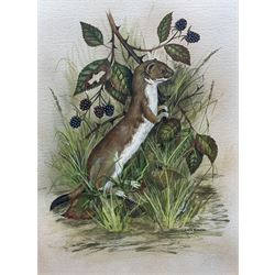 Colin Wilkinson (British 20th century): Study of a Stoat, watercolour signed 35cm x 26cm