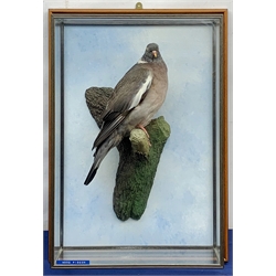 Taxidermy: 20th century cased common wood pigeon (Columba palumbus), full mount perched upon branch section, set against a painted sky backdrop, encased within a five pane display case with frame mount, with taxidermists paper label verso detailed David Astley Taxidermist, H63cm L45cm D18.5cm 