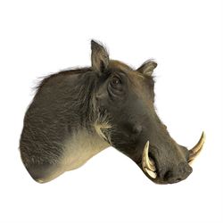 Taxidermy: A Common Warthog (Phacochoerus africanus), a large adult head mount looking straight ahead, D50cm