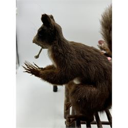 Anthropomorphic Taxidermy: Two red squirrels (Sciurus vulgaris), both seated upon a chair holding playing cards, one smoking a pipe 