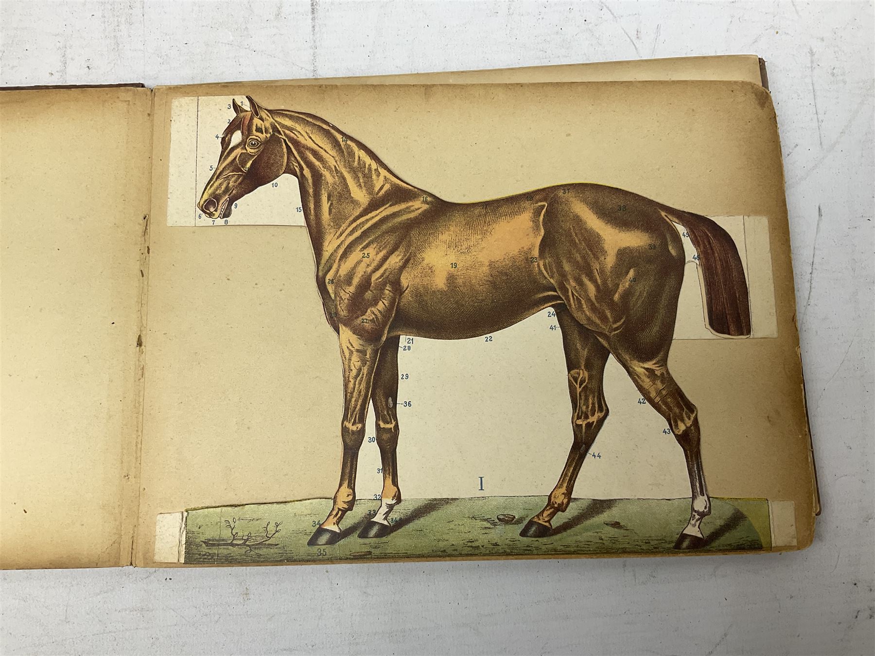 A. Schwarz, The Horse; Its External and Internal Organisation, An Illustrated Representation and Brief Description, Revised and Edited by George Fleming, London, George Philip & Son, with fold out anatomical plates