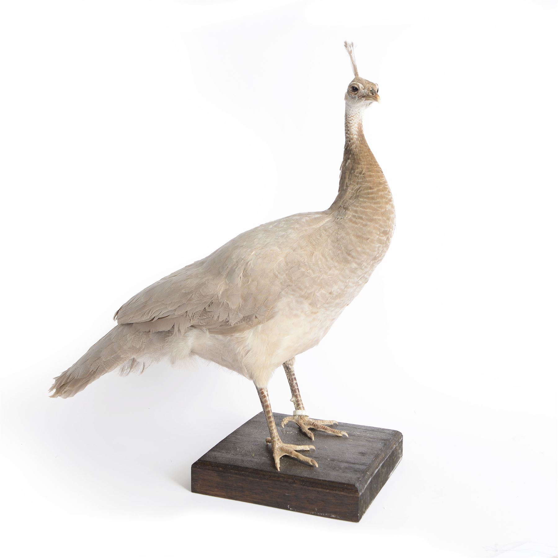 Taxidermy: Black-Shouldered Peahen (Pavo cristatus), captive bred, open display full female adult mount, with head turning slightly to the right, mounted upon a square ebonised base, label beneath 'Indian Black Shouldered Peahen Lavender Mutation via Gary Knight 25.02.19