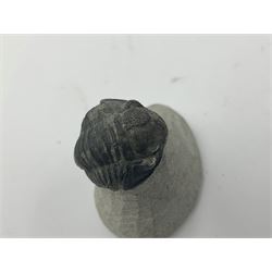 Dragonfly larvae (Libellula doris), together with four Mosasaur teeth, four trilobites (Crotalocephalina gibba) and one other tooth